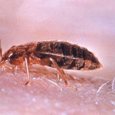 Bed Bug Side View