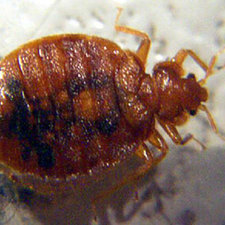 Bed Bug Top View