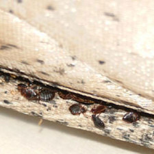 Bed Bugs Hiding