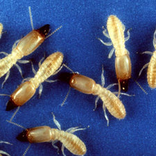 Soldier Termites
