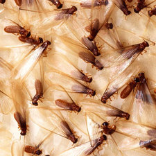 Swarmer Termites