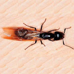 Winged Carpenter Ant
